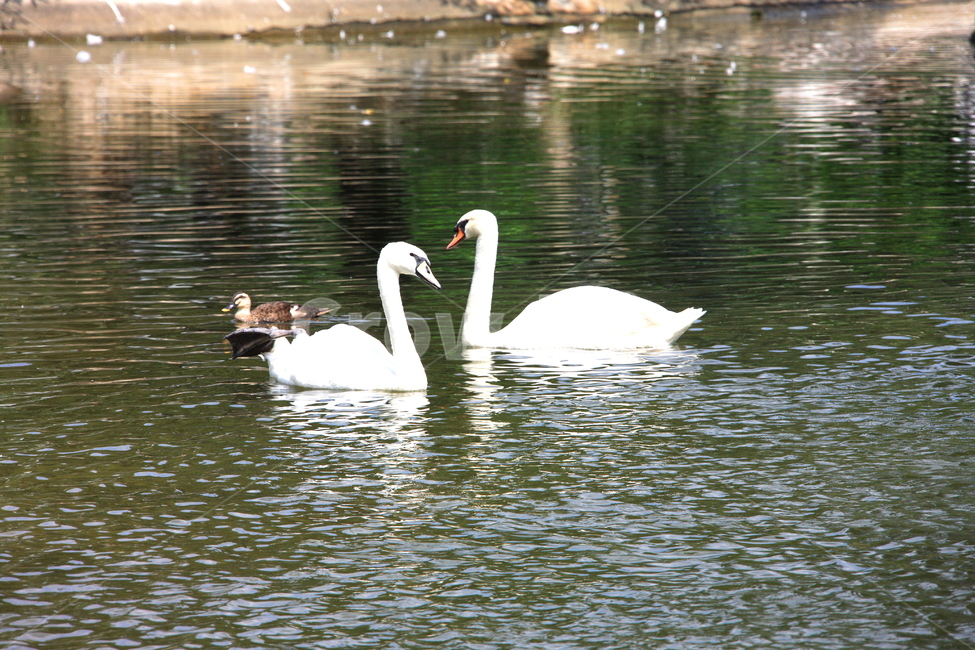 동물,조류,새,풍경,호수,동물,animal,조류,새,birds