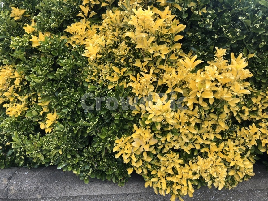 식물,덤불,초목,plant,bush