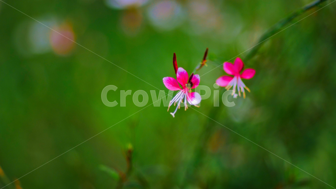 꽃,식물,flower,감성,따뜻한,식물,자연,plants,nature,꽃,flower