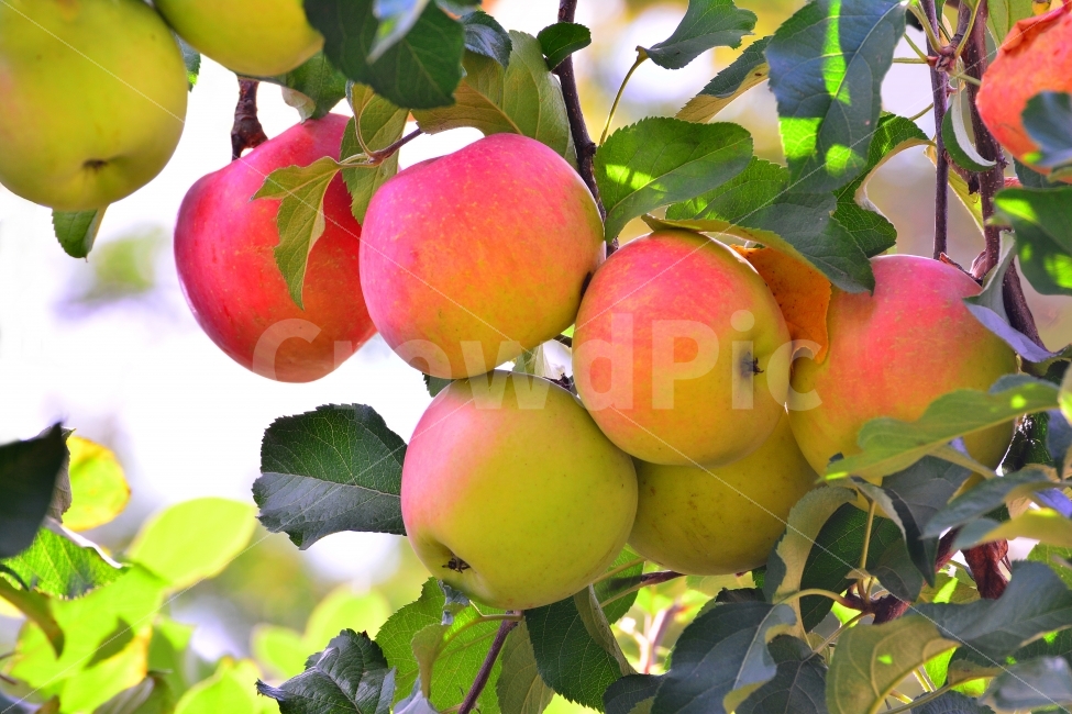 사과,애플,apple,과일,음식,가을,시즌,계절,단풍,단풍잎,시안,디자인,디자이너,출판,편집,책자,서적,사보,카다로그,콘텐츠,리플렛,브로셔,모바일,팝업,전단,광고,색감,칼라풀,sns,ebook,웹,마케팅,마켓팅,season,감성,필,느낌,나뭇잎,autumn,fall,red,color,9월,10월,잼,쥬스,과일주,애플파이,먹고싶은,군침,맛,감칠맛,새콤,달콤,비타민,다이어트,건강식품,식초,구연산,fruit,food,과수원,사과밭,잘익은,수확,열매,유실수,농원,샐러드,생과일,음식,식재료,요리,food,cook,meal,dishes,food reserves,과일,열매,fruit