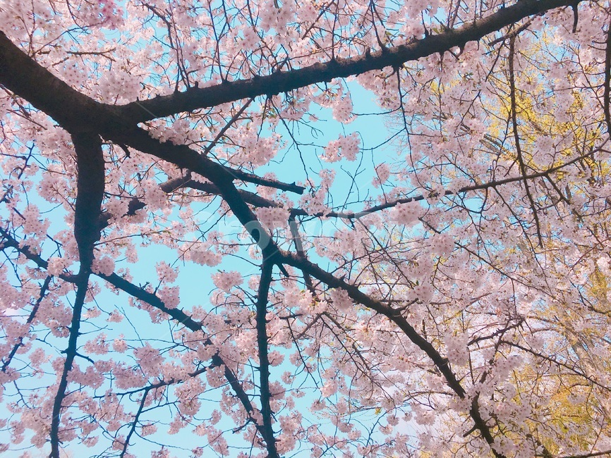 봄,벚꽃,벚꽃나무,꽃,화창,봄철,봄날,봄꽃
