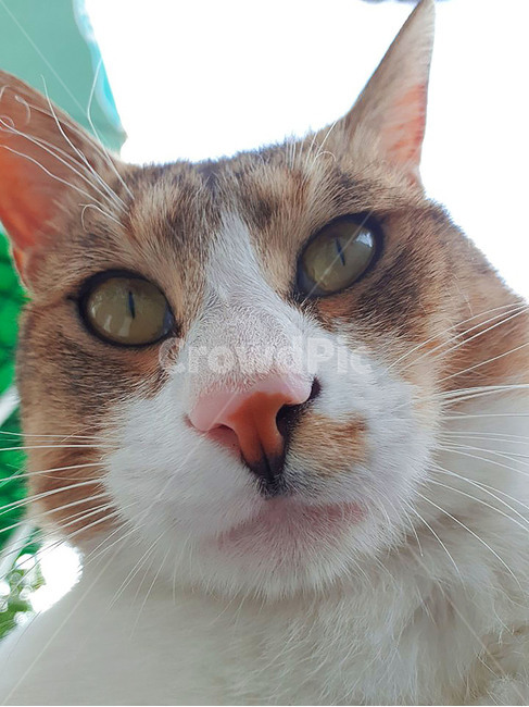 고양이,냥이,고양이셀카,근접샷,솜뭉치