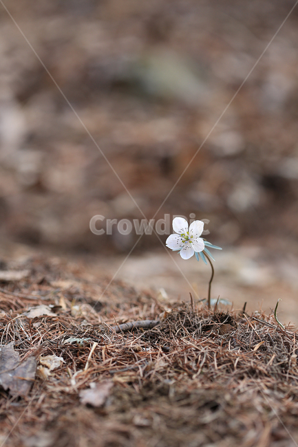 봄,꽃,야생화,변산바람꽃,바람꽃,산,spring,flower,wildflower,windflower,봄,계절,spring,season,식물,자연,plants,nature,꽃,flower,plant