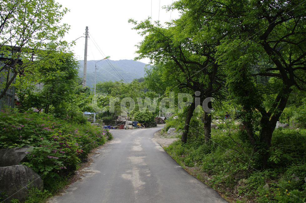 산,길,나무,식물,초록,골목길,alley,road,도로,asphalt,아스팔트,plant,tree