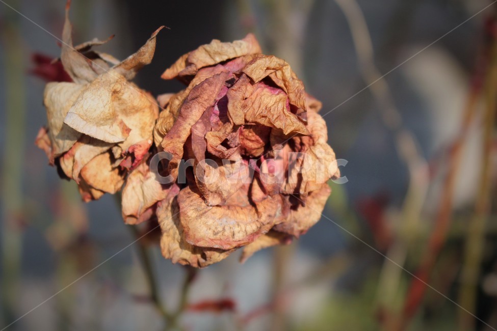 장미,꽃,flower,시든장미,갈색꽃,마른장미,자연,꽃,flower
