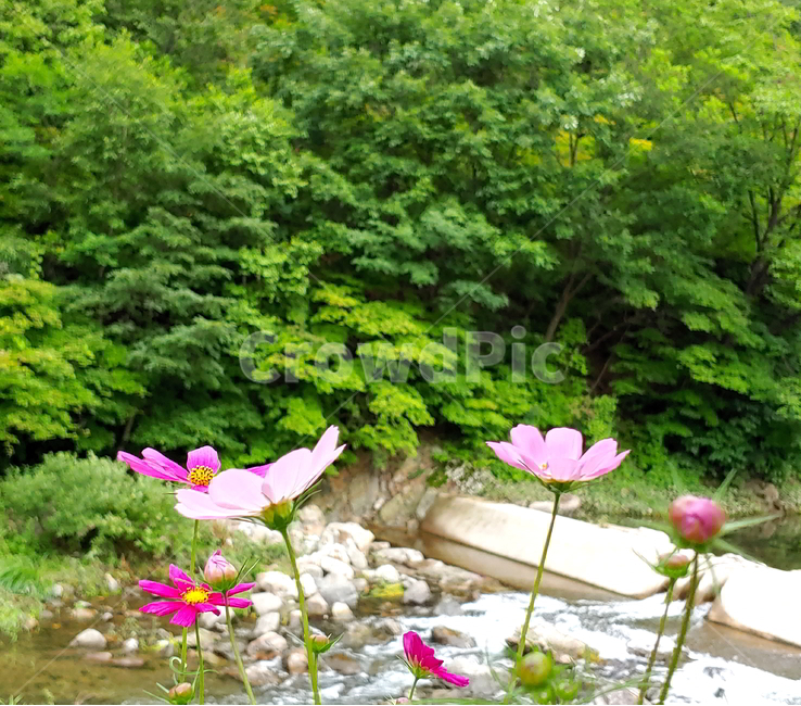 코스모스,가을꽃,풍경,꽃,구름,하늘