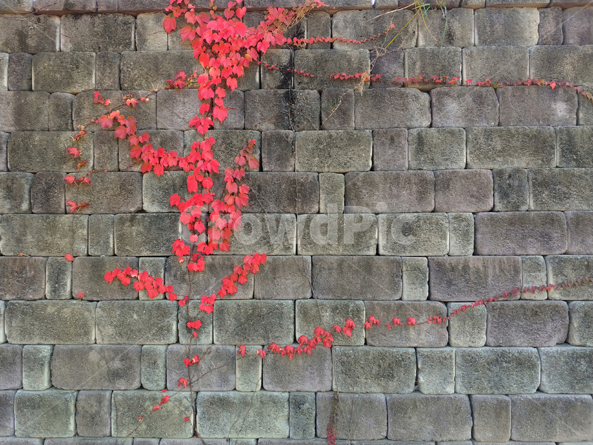낙엽,가을,벽,식물,덩굴식물,덩굴,덩굴나무,red,빨강,빨간색,wall