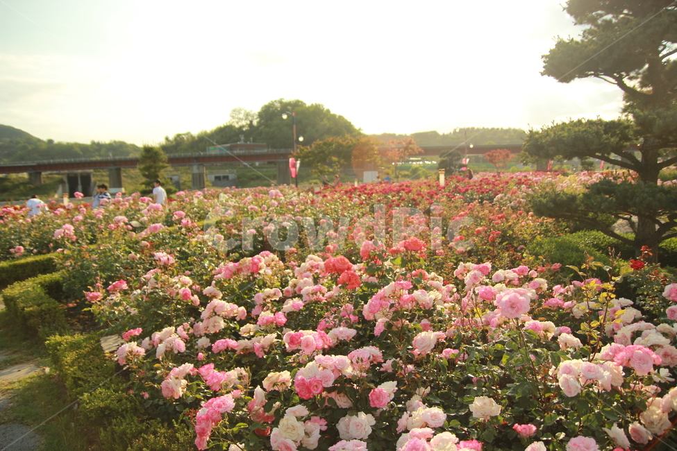 자연,풍경,꽃,식물,장미,분홍,자연,풍경,nature,landscape,식물,plants,꽃,flower,plant,blossom,geranium,제라늄,peony,모란