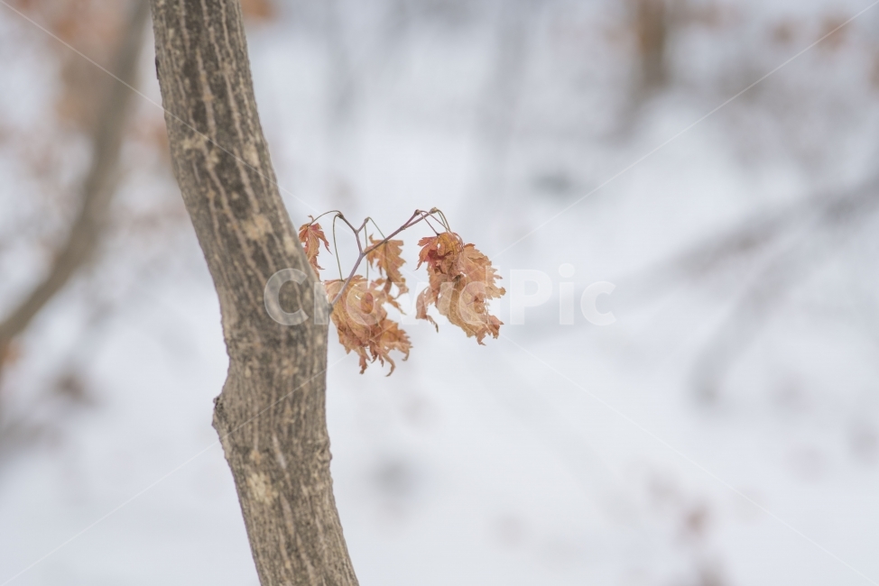 겨울,풍경,나무,나뭇잎,메마름,겨울,계절,winter,season,식물,자연,plants,nature