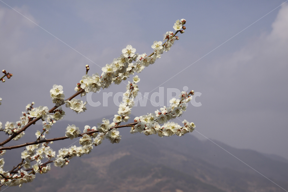 매화꽃,봄,봄꽃,자연,계절,꽃,spring,season,nature,flower,봄,계절,spring,season,식물,자연,plants,nature,꽃,flower,plant