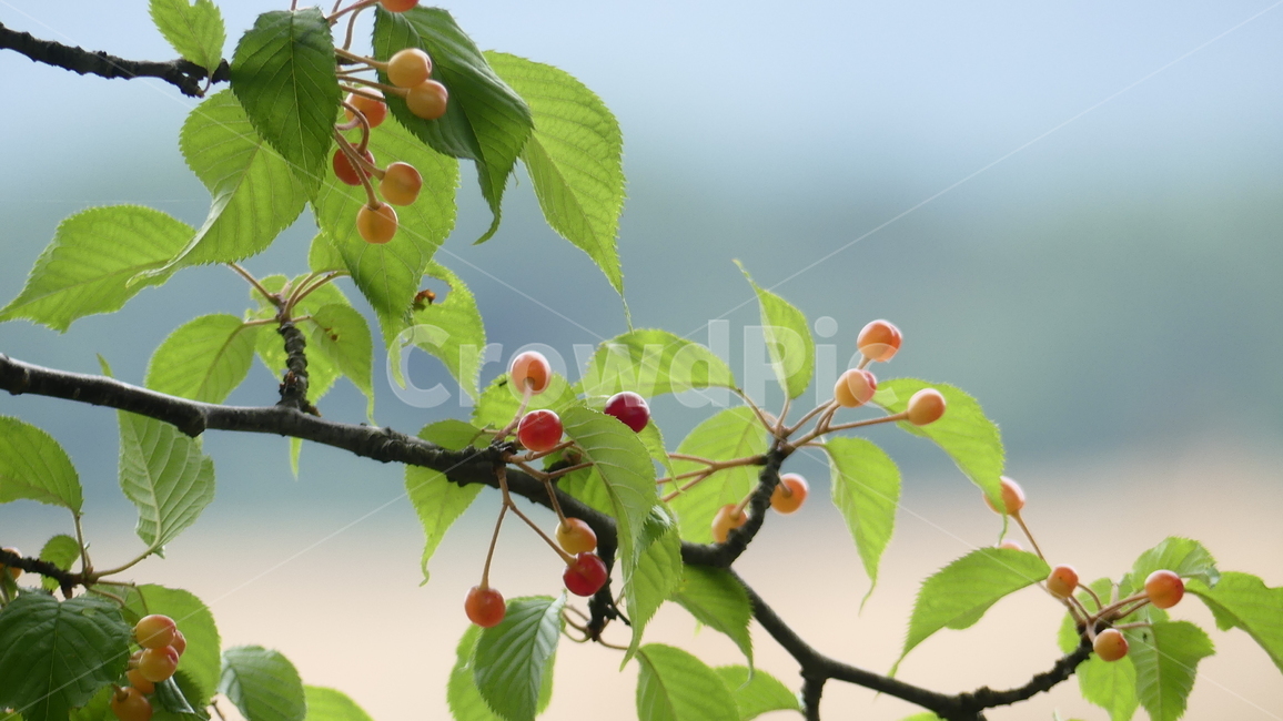산수유,열매,과일,농촌,여름,풍요,시원,한약재,건강,나무잎