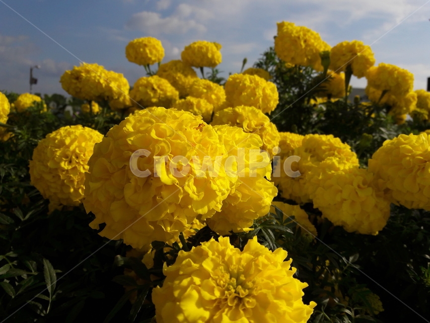 꽃,flower,메리골드,marigold,yellow,노랑,금잔화,천수국,만수국,가을꽃,식물,자연,plants,nature,꽃,flower