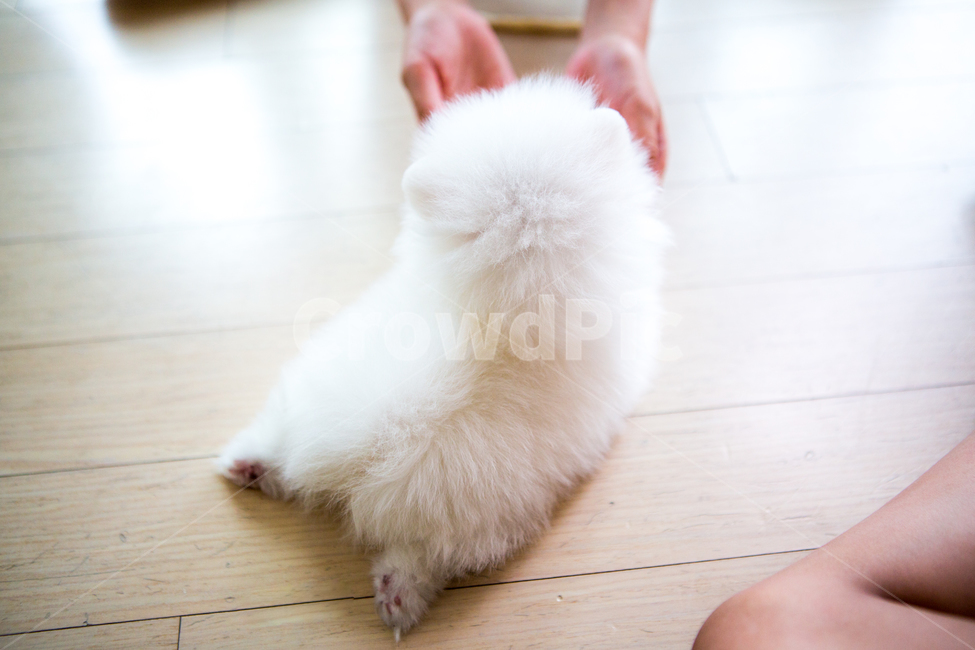 개,포메리안,동물,애완동물,반려견,흰색,털,귀여움,pet,animal,포유류,dog,엉덩이,동물,animal,포유류,mammal,개,강아지,dog,doggy,사람,인물,인간,human,person,신체일부,몸,body