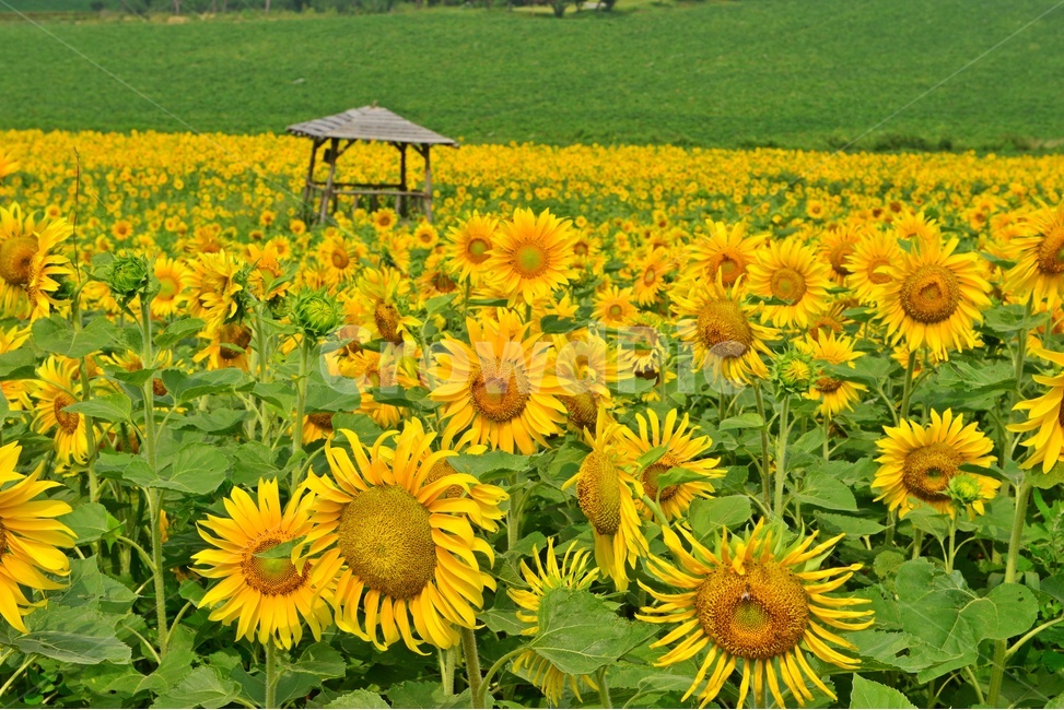 plant,식물,blossom,flower,꽃,sunflower,해바라기,고창,학원농장,해바라기밭,원두막
