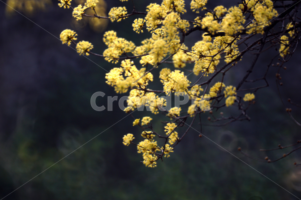 산슈유,봄,노랑,축제,감성,봄,계절,spring,season,식물,자연,plants,nature,꽃,flower,plant,blossom
