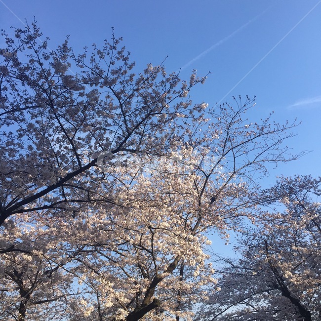 plant,식물,tree,나무,벚꽃,blossom,풍경,경치,landscape,sky,하늘,벚나무,봄,계절,spring,season,tree trunk,나무 줄기