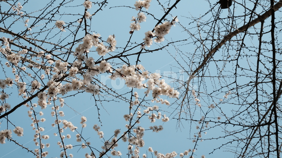 blossom,꽃,flower,벚꽃,cherryblossom,tree,spring,springflower,sky,blue,branch,trees,꽃잎,봄꽃,벚꽃나무,나무,자연,파란하늘,식물,자연,plants,nature,꽃,flower