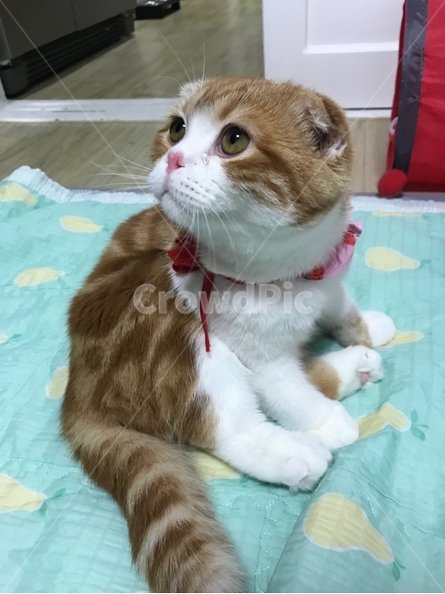 고양이,반려묘,스코티쉬폴드,장화신은고양이,슈렉고양이,스코티쉬폴트,아기고양이,동물,animal,포유류,mammal,고양이,cat,kitten,kitty