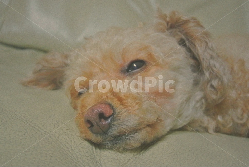 강아지,애견,푸들,반려견,개,동물,animal,포유류,mammal,개,강아지,dog,doggy