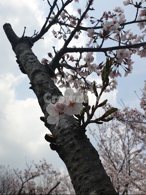 벚꽃,봄,벚꽃나무,벚꽃가지,꽃,식물,자연,plants,nature,꽃,flower