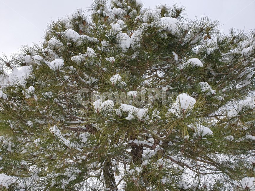 plant,식물,tree,나무,소나무,눈,겨울