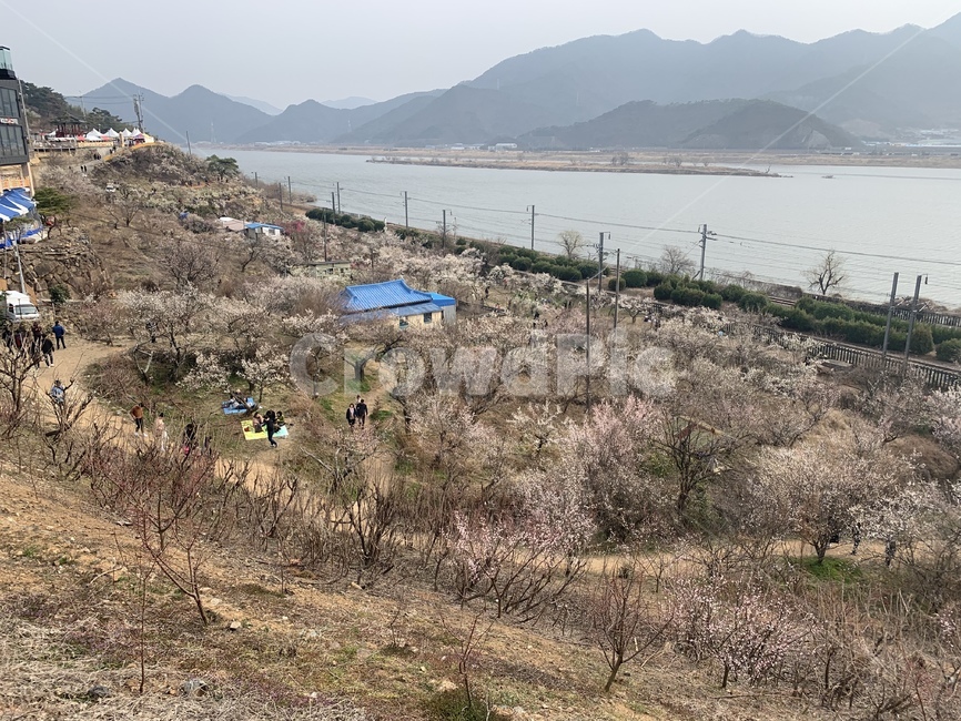 원동,매화마을,매화마을축제,원동매화마을축제,기차길