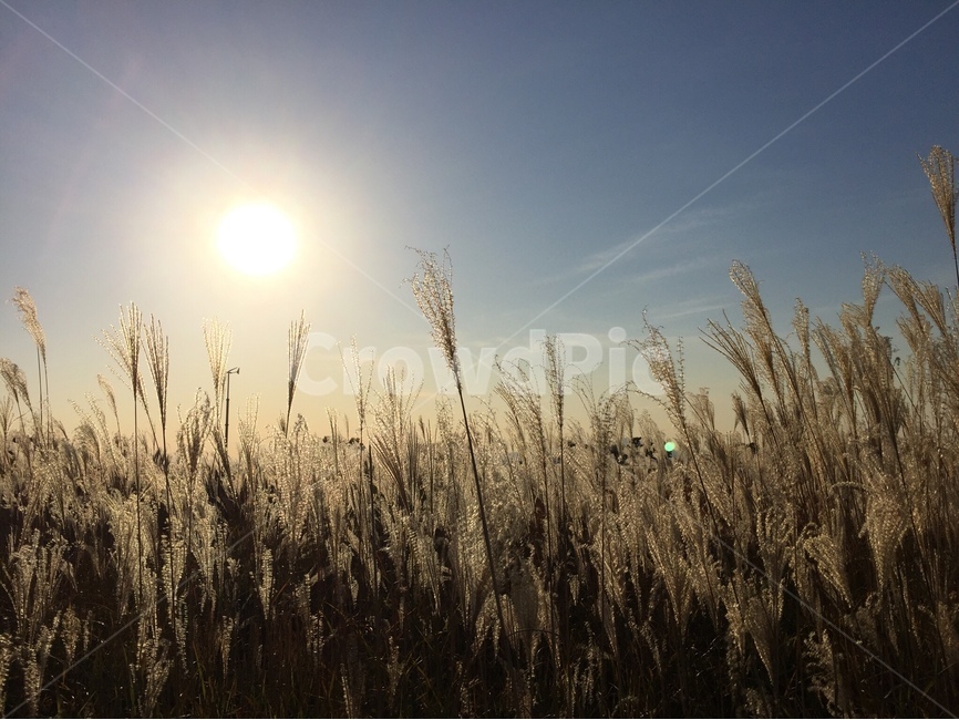 하늘공원,skypark,서울,seoul,공원,park,데이트,date,해,sun,가을,계절,fall,autumn,season,자연,풍경,nature,landscape,식물,plants,grass,잔디,plant,sunlight,햇빛