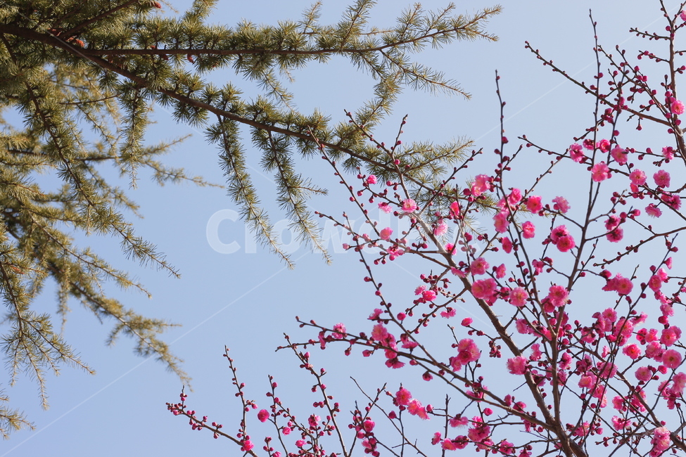 꽃,나무,매화,flower,봄,홍매화,소나무,plum,plumblossom,tree,pinetree,spring,봄,계절,spring,season,식물,자연,plants,nature,꽃,flower,plant