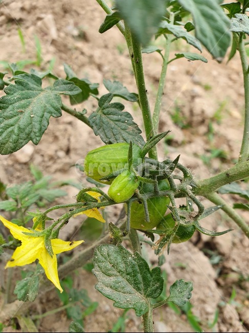 plant,식물,잎,노랑대추토마토,열매,성장과정,식물,자연,plants,nature