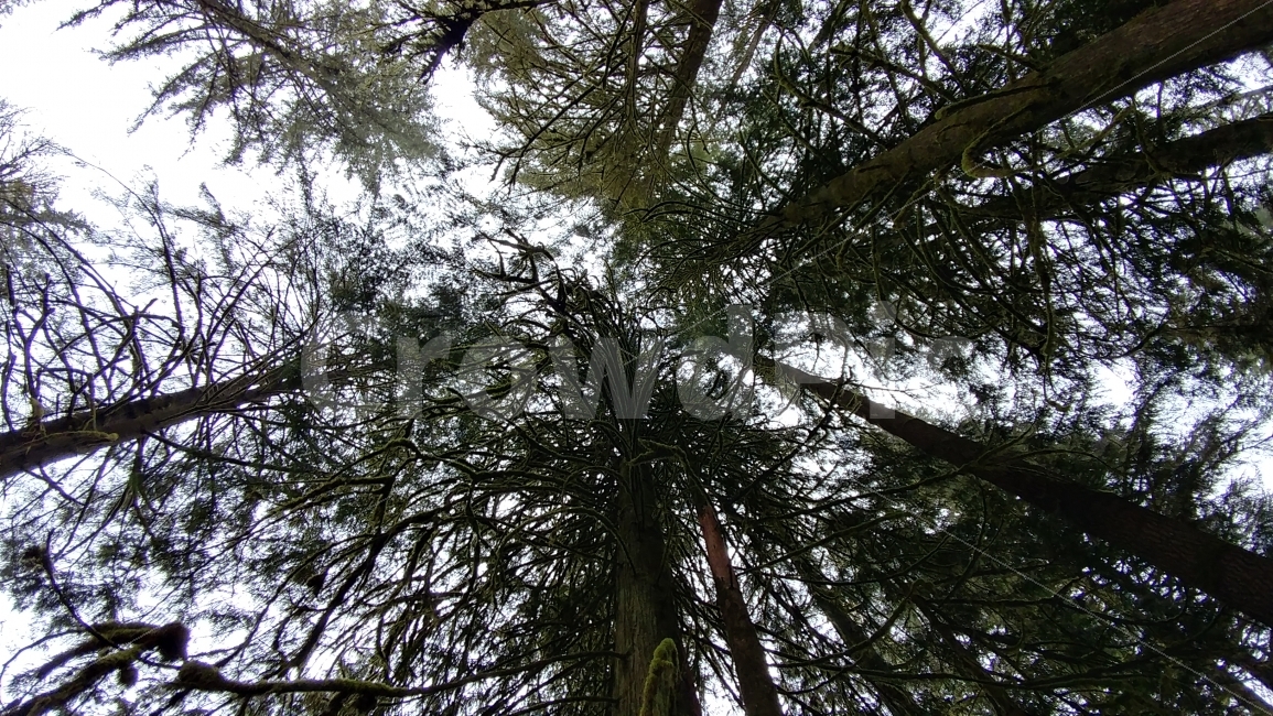 소나무,적송,숲,씨애틀,이끼,키큰나무,pinetreed,redwood,forest,Seattle,미국,자연,풍경,nature,landscape,해외,외국,세계,foreign,oversea,world,plant,식물,tree,나무,fir,전나무,conifer,구과 식물