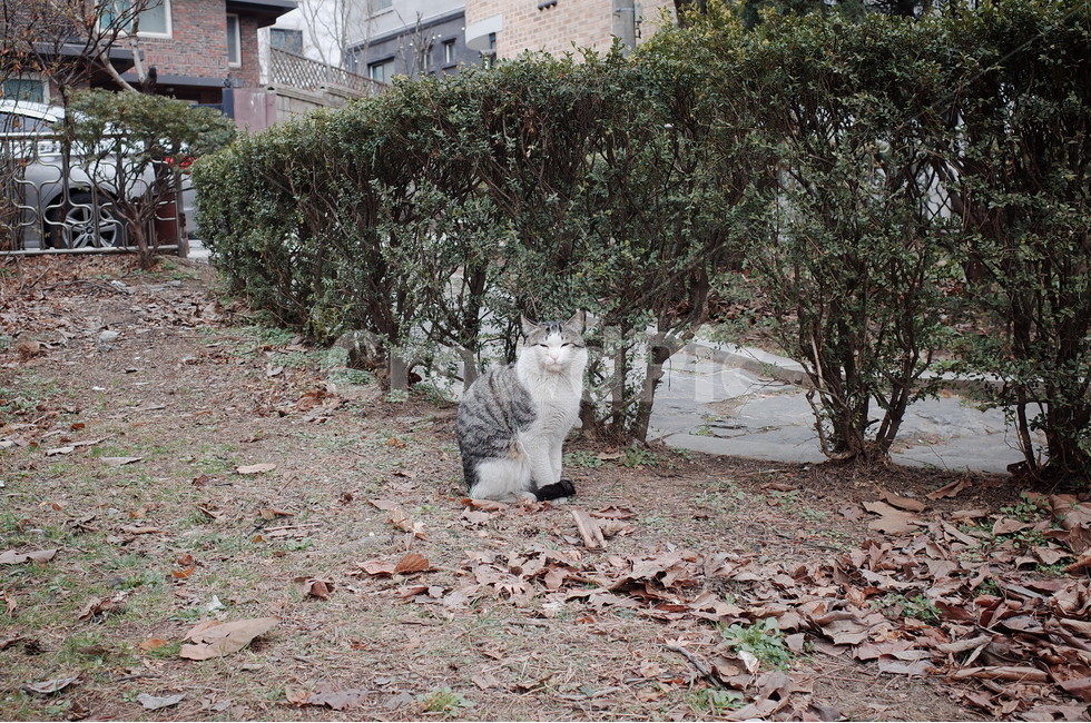 고양이,길냥이,길고양이,cat,streetcat,동물,animal,포유류,mammal,고양이,cat,kitten,kitty
