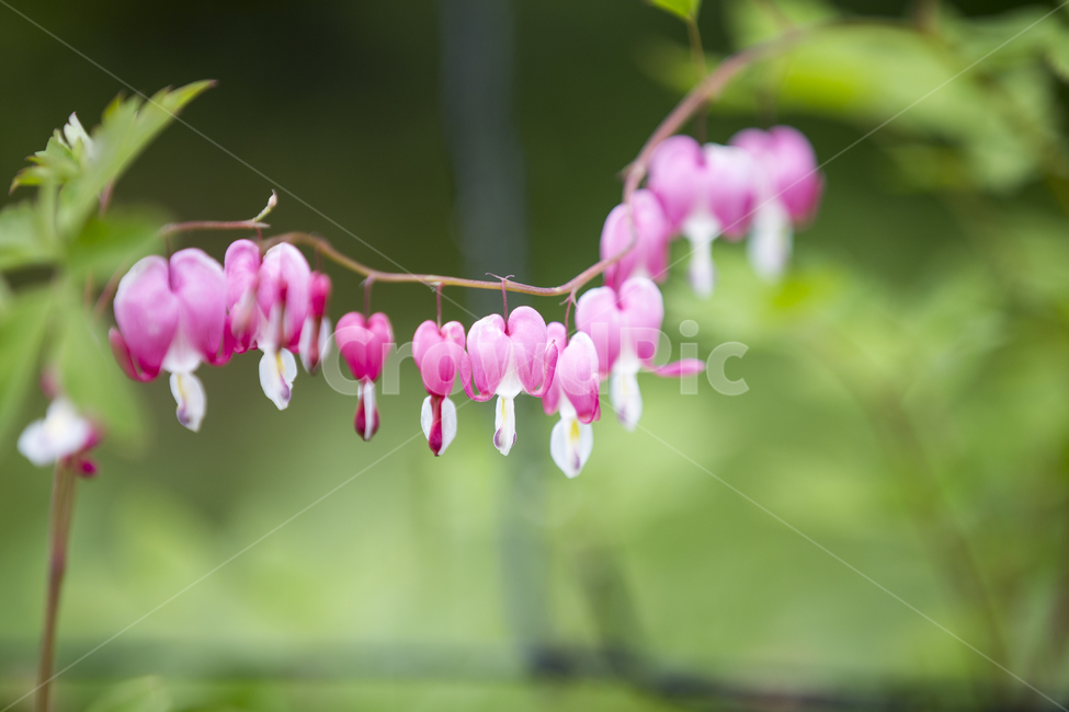 금낭화,꽃,flower,dicentraspectabilis,야생화,야생초,하트모양,꽃말,당신을따르겠습니다,여름,가을,식물,plant,lamprocapnosspectabilis,플라워,산,숲,숲길,정원,garden,forest,path,식물,자연,plants,nature,꽃,flower