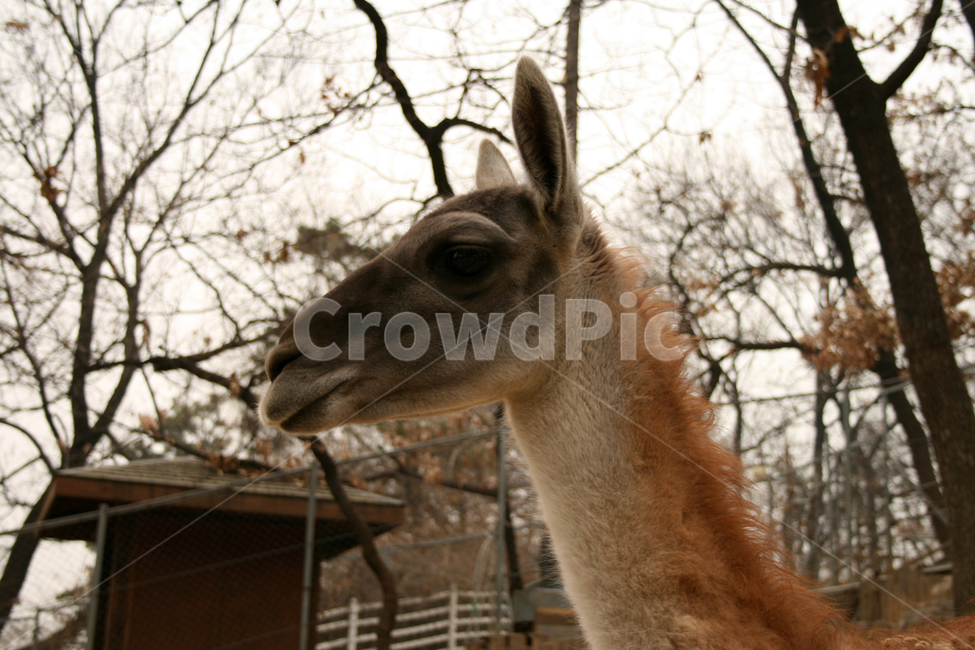 동물,콰나코,동물원,animal,포유류,동물,animal,포유류,mammal