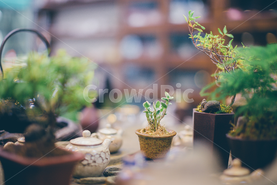 도기류,화분,꽃,식물,항아리,병장식,식물,자연,plants,nature,실내용화초,화분,화초,house plant,감성,sensible,feeling