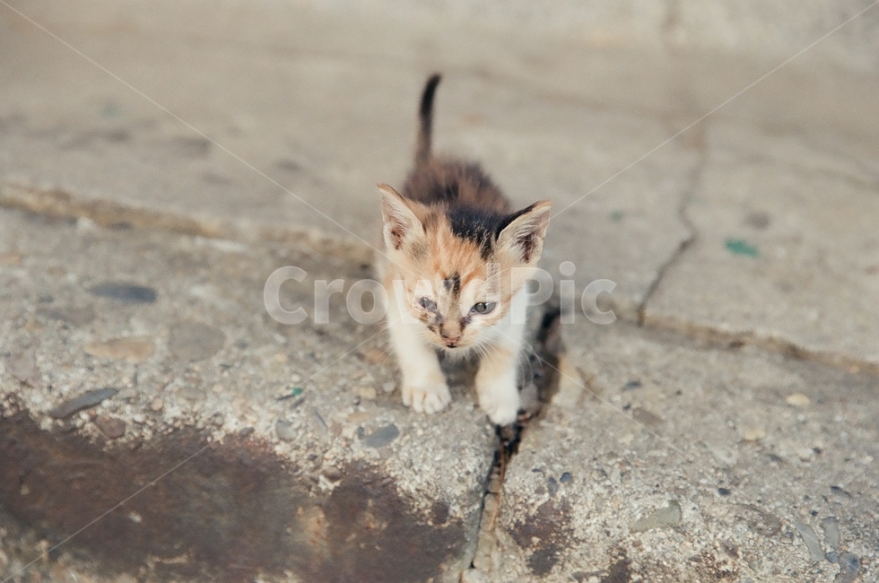 귀여움,야옹,반려동물,cats,mammals,animals,cute,meow,pets,mammal,포유류,cat,고양이,pet,abyssinian,동물,animal,아비시니안,manx,고양이새끼,kitten,동물,animal,포유류,mammal,고양이,cat,kitten,kitty