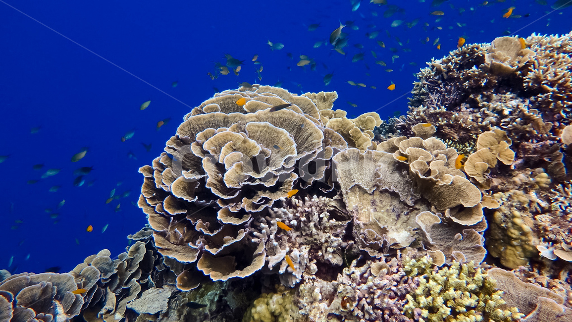 산호,바다,자연,sea,바다속,물고기,coral,동물,animal,어류,물고기,fish