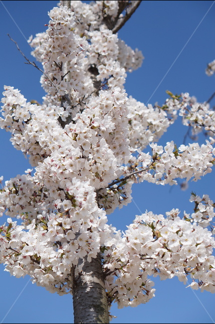 벚꽃,흰색,풍경,하늘,파랑,봄,봄,계절,spring,season,식물,자연,plants,nature,꽃,flower,plant,blossom