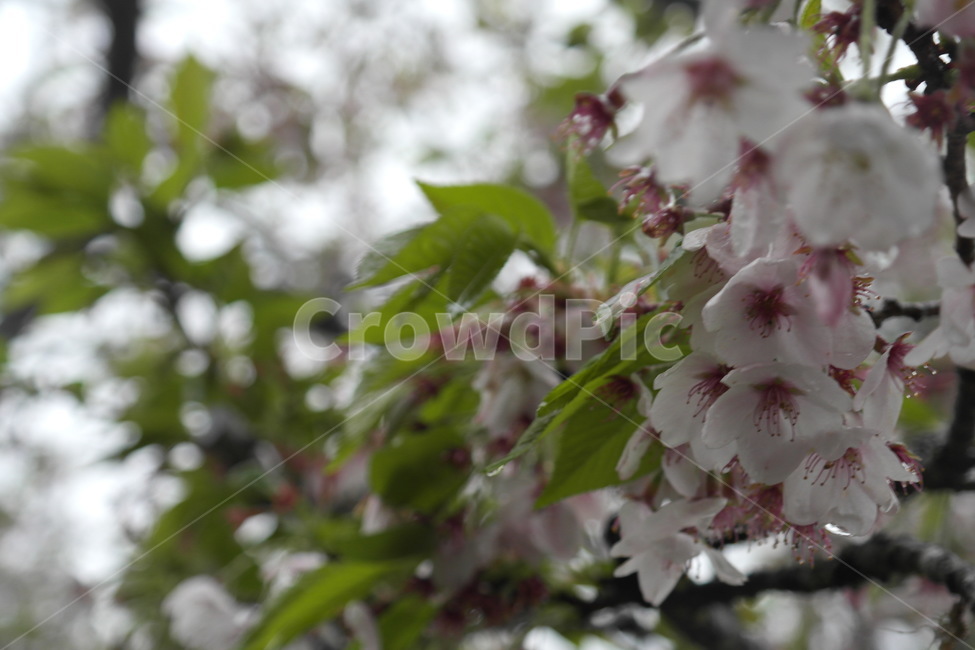 꽃,접사,이슬,아침,바람,벚꽃,자연,봄,봄,계절,spring,season,식물,자연,plants,nature,꽃,flower,비,비오는날,rain,rainy,plant,blossom