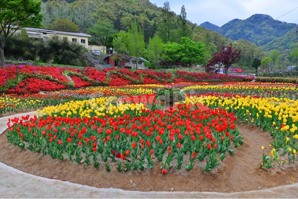 무등산,동적골,튤립축제,철쭉,노랑,빨강,봄,계절,패턴,tulip,튤립,plant,식물,blossom,flower,꽃,자연,풍경,nature,landscape