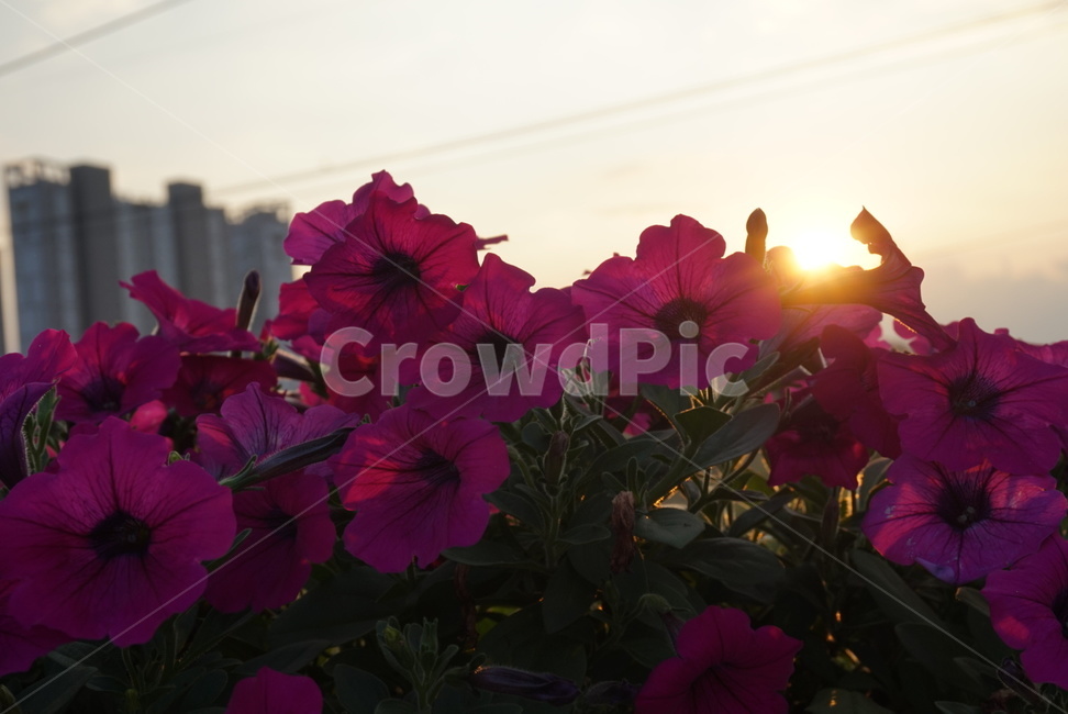 해질녘,나팔꽃,flower,꽃,역광,plant,식물