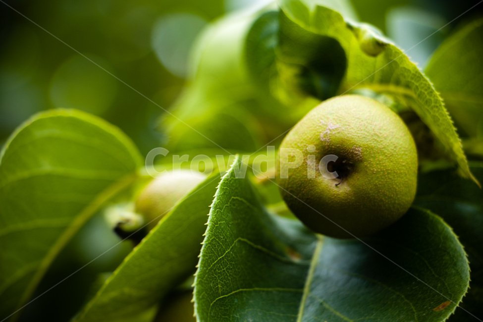 배,배나무,돌배,설익은배,푸른배,식물,자연,plants,nature,과일,열매,fruit