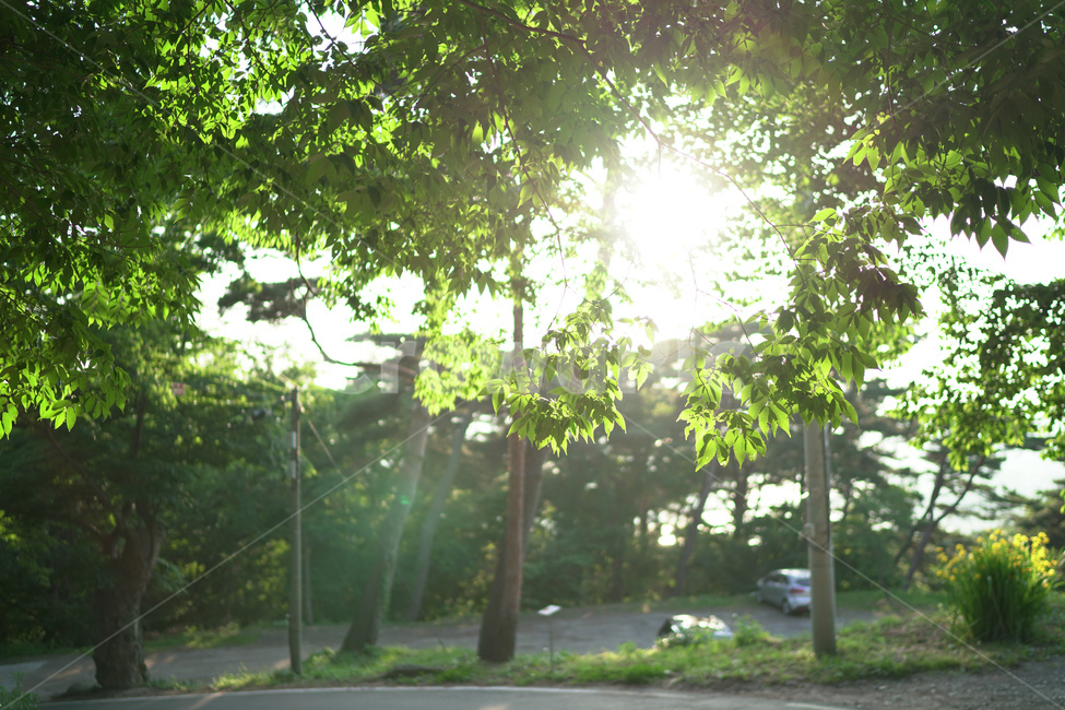 빛,햇빛,나무,자연,잎,역광,자연,풍경,nature,landscape,휴식,힐링,rest,relaxation,healing,outdoors,옥외