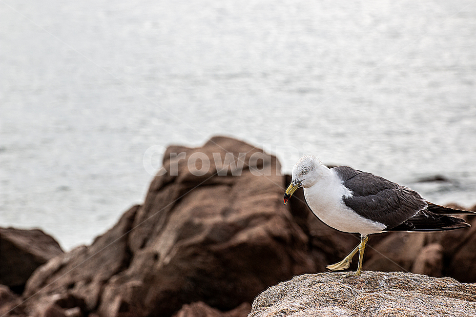 갈매기,바다,바위,조류,새,동물,animal,조류,새,birds