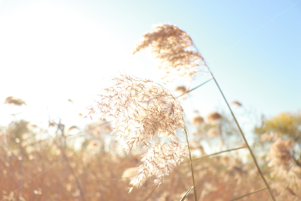 억새,갈대,가을,자연,식물,공원,아름다움,nature,fall,autumn,노을,색감,대한민국,감성사진,감성,season,feeling,가을,계절,fall,autumn,season,grass,잔디,plant,lawn,reed