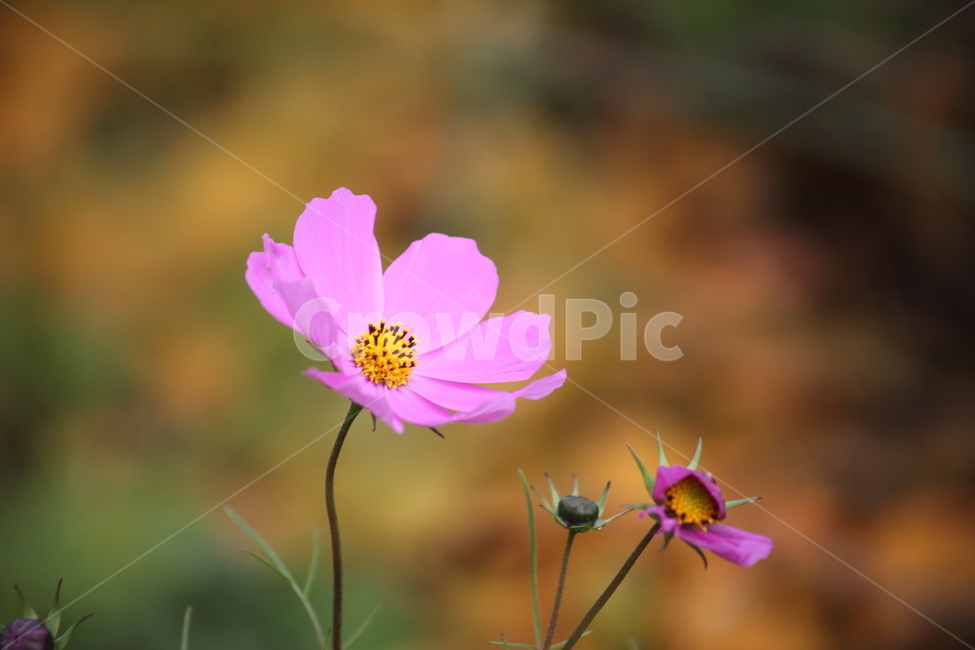 코스모스,꽃,식물,가을꽃,cosmos,가을,계절,fall,autumn,season,식물,자연,plants,nature,꽃,flower,plant