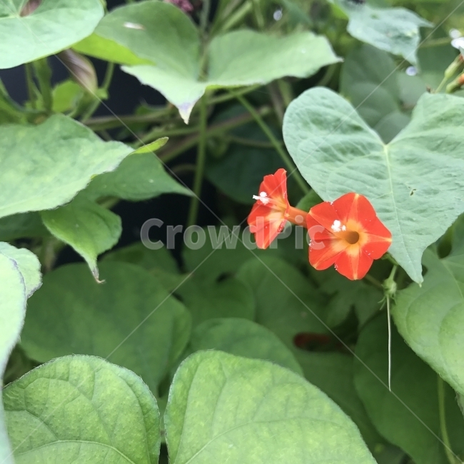 둥근잎유홍초,유홍초,능조라,둥근유홍초,Redstar,MexicanMorningglory,redmorningglory,메꽃과,야생화,덩굴식물,한해살이풀,관상용,약재,식물,꽃,Flower,식물,자연,plants,nature,꽃,flower