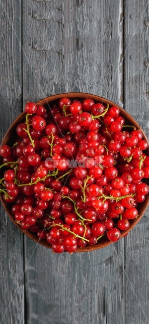 체리,과일,재배,농장,빨간,음식,식재료,요리,food,cook,meal,dishes,food reserves,과일,열매,fruit
