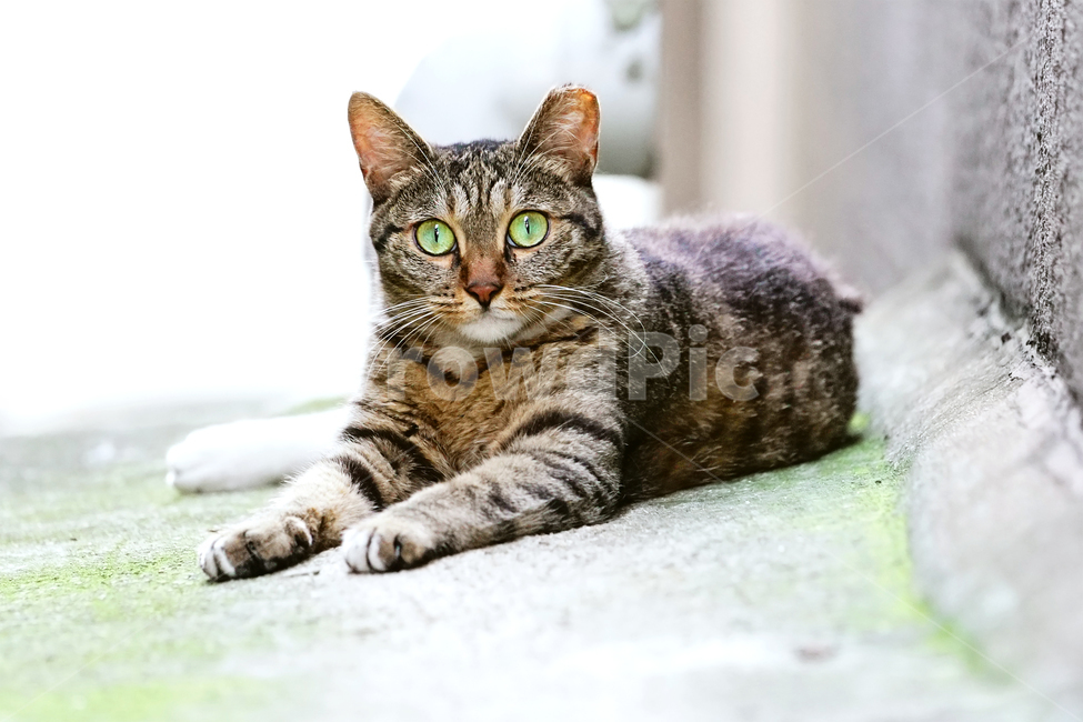 고양이,길고양이,길냥이,야옹이,냐옹이,애완묘,반려묘,애완동물,펫,캣,도둑고양이,야생동물,pet,cat,alleycat,wild,wildlife,mammal,animal,동물,animal,포유류,mammal,고양이,cat,kitten,kitty