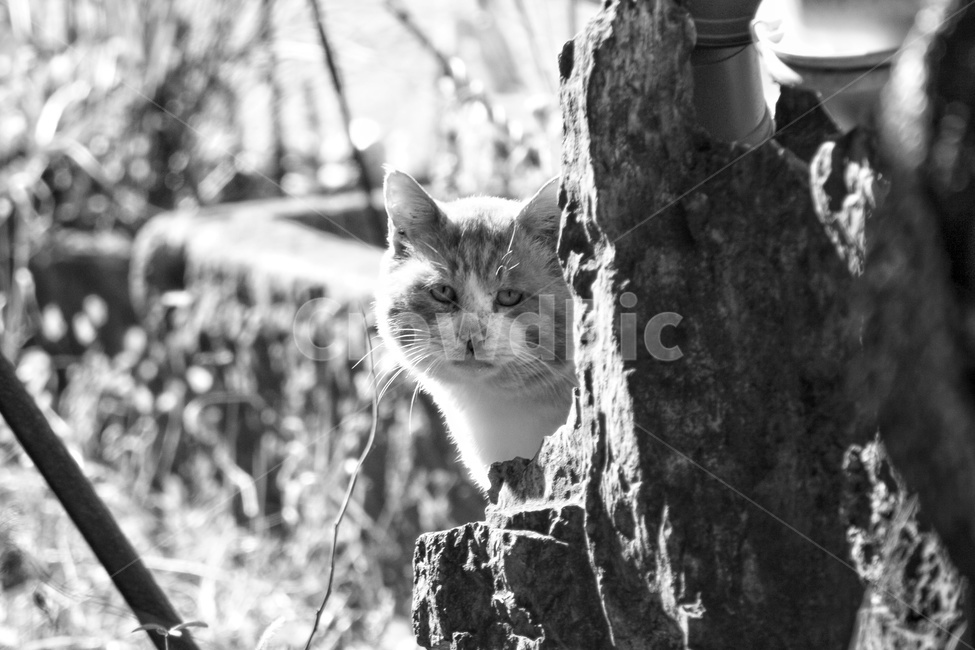 pet,animal,동물,고양이,길고양이,포유류,cat,동물,animal,포유류,mammal,고양이,cat,kitten,kitty