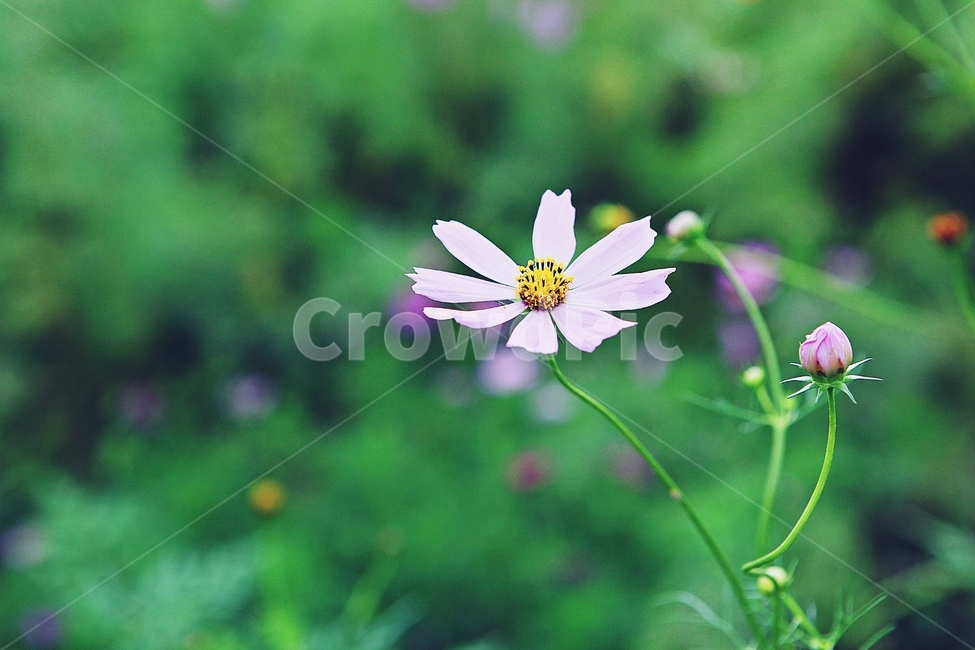 코스모스,꽃,꽃잎,식물,자연,공원,가을,가을꽃,식물,자연,plants,nature,꽃,flower